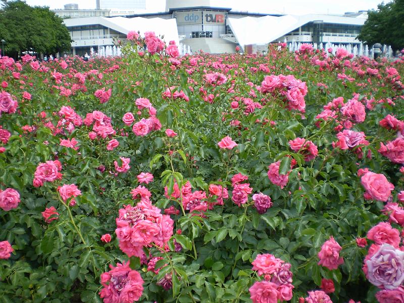 berlin 119.JPG - Flowers near the Rotes Rathaus